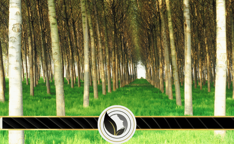 أهمية التشجير للبيئة والصحة