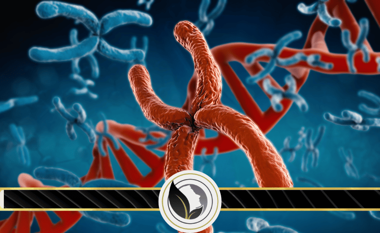 ماعدد الكروموسومات الموجودة في الخلية الجنسية عند الأنسان