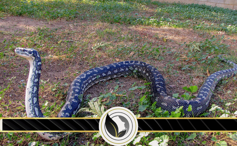 جلد الزواحف