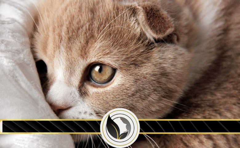 ما هي السلوكات الغريزية