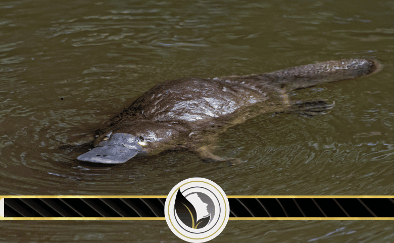 ما هو البلاتيبوس