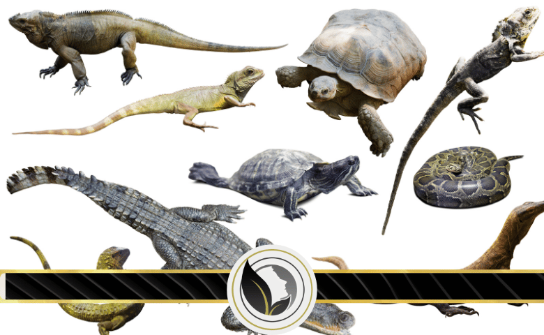 خصائص الزواحف