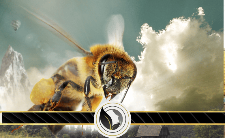 خصائص سم النحل وقيمته العلاجية