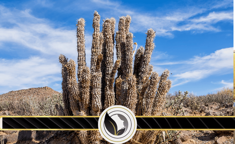 نبات جوردونيي هوديا