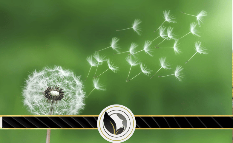 الهندباء البرية .. مقوي، منشط، ملين، فاتح للشهية