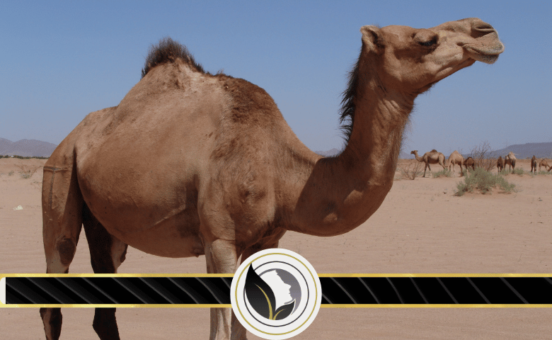 فوائد مذهلة لحليب الإبل وعلاقته بالطاقة والمناعة ضد الأمراض تعرفوا عليها
