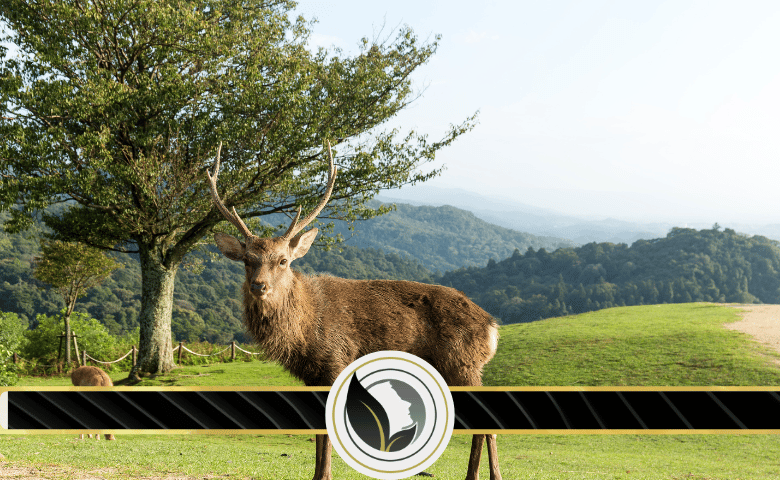 اين تعيش غزلان المسك