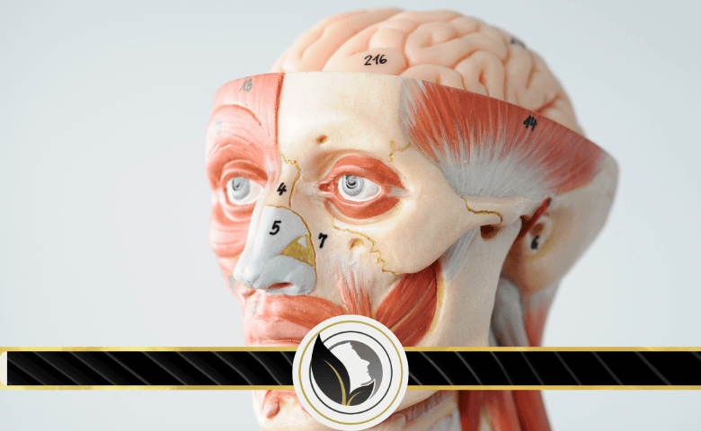 عضلات الوجه إرادية أو لا إرادية