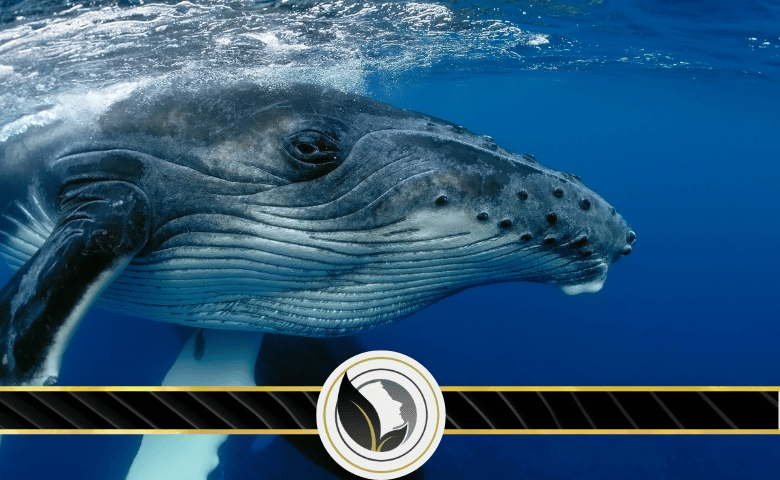 لعبة الحوت الازرق